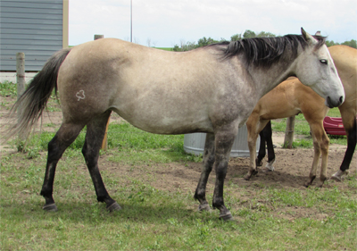 Dun/Gray mare